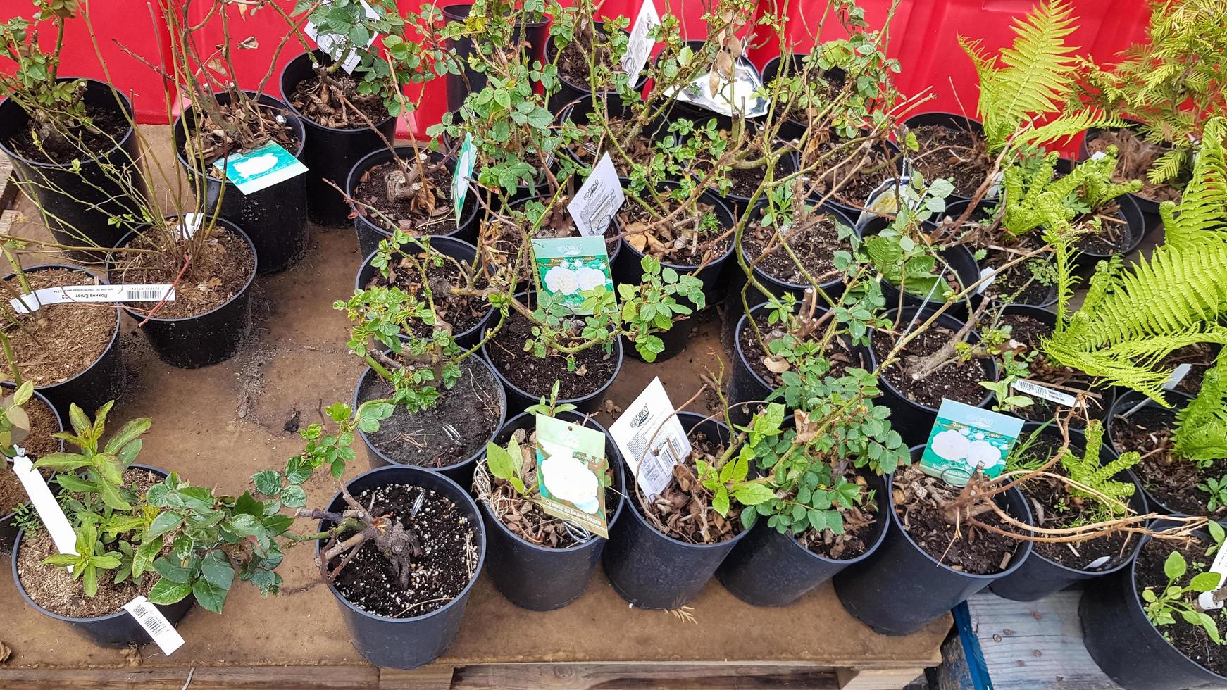 Ukraine, Kiev - May 07, 2020. Garden center selling plants. Seedlings of various trees in pots in an outdoor garden store. Large distribution of planting of seedlings for sale to shops. photo