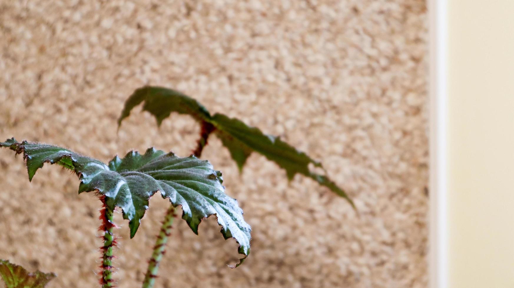 green indoor plant close-up in a pot near the wall. plant leaves inside near blank wall. photo