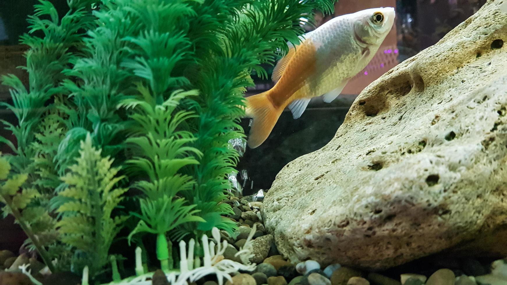 Goldfish in freshwater aquarium with green beautiful planted tropical. photo