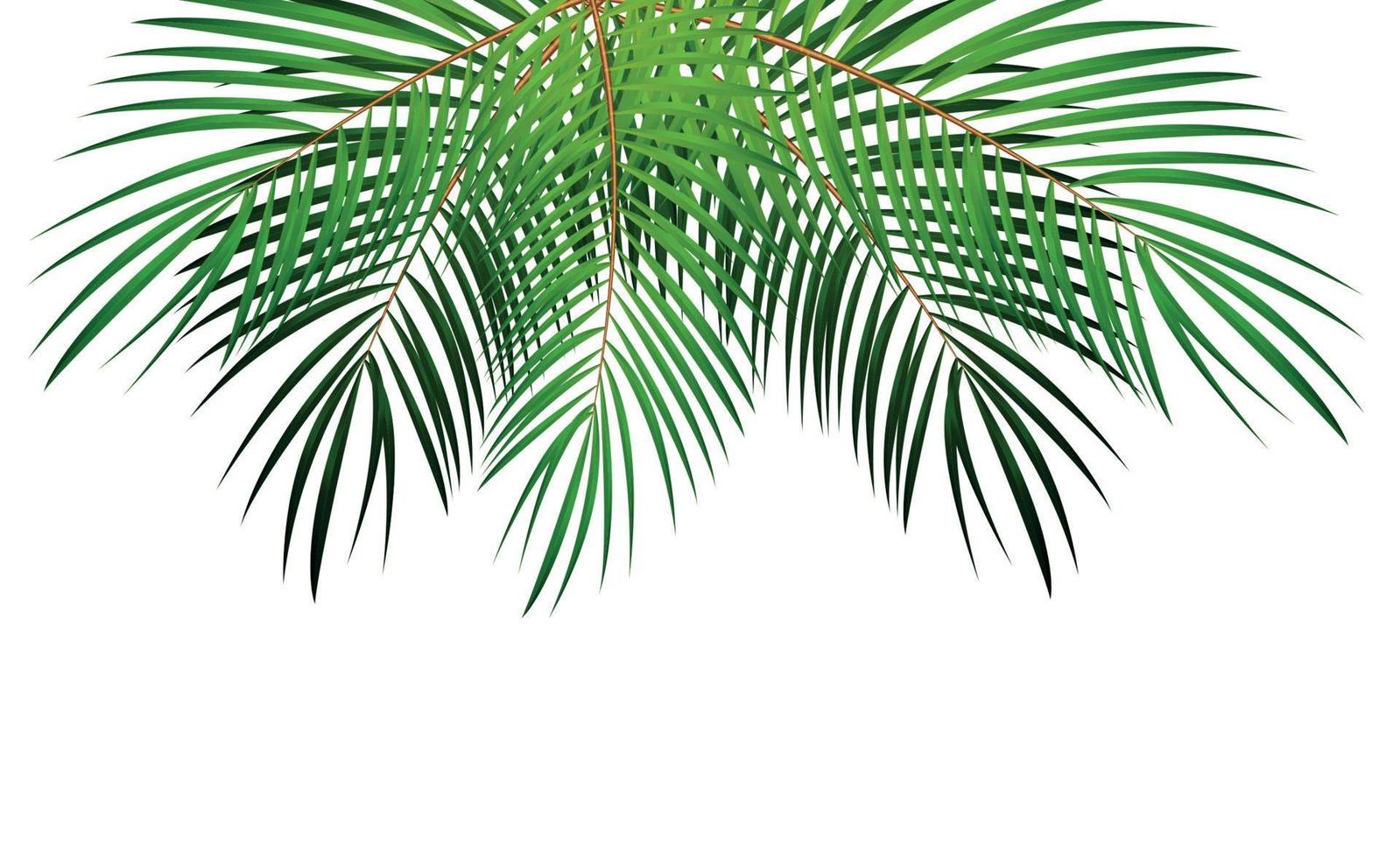 Palm Leaf Vector Background Illustration