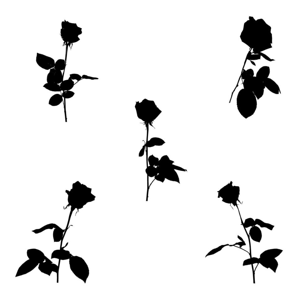 Set of Black and white silhouette of rose. Isolated on White Background. vector Illustration