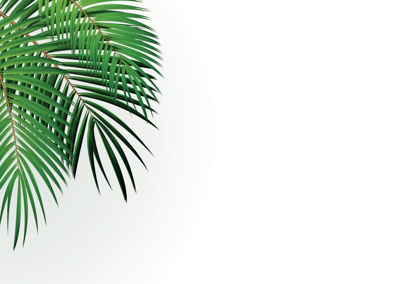Palm Leaf Vector Background Illustration