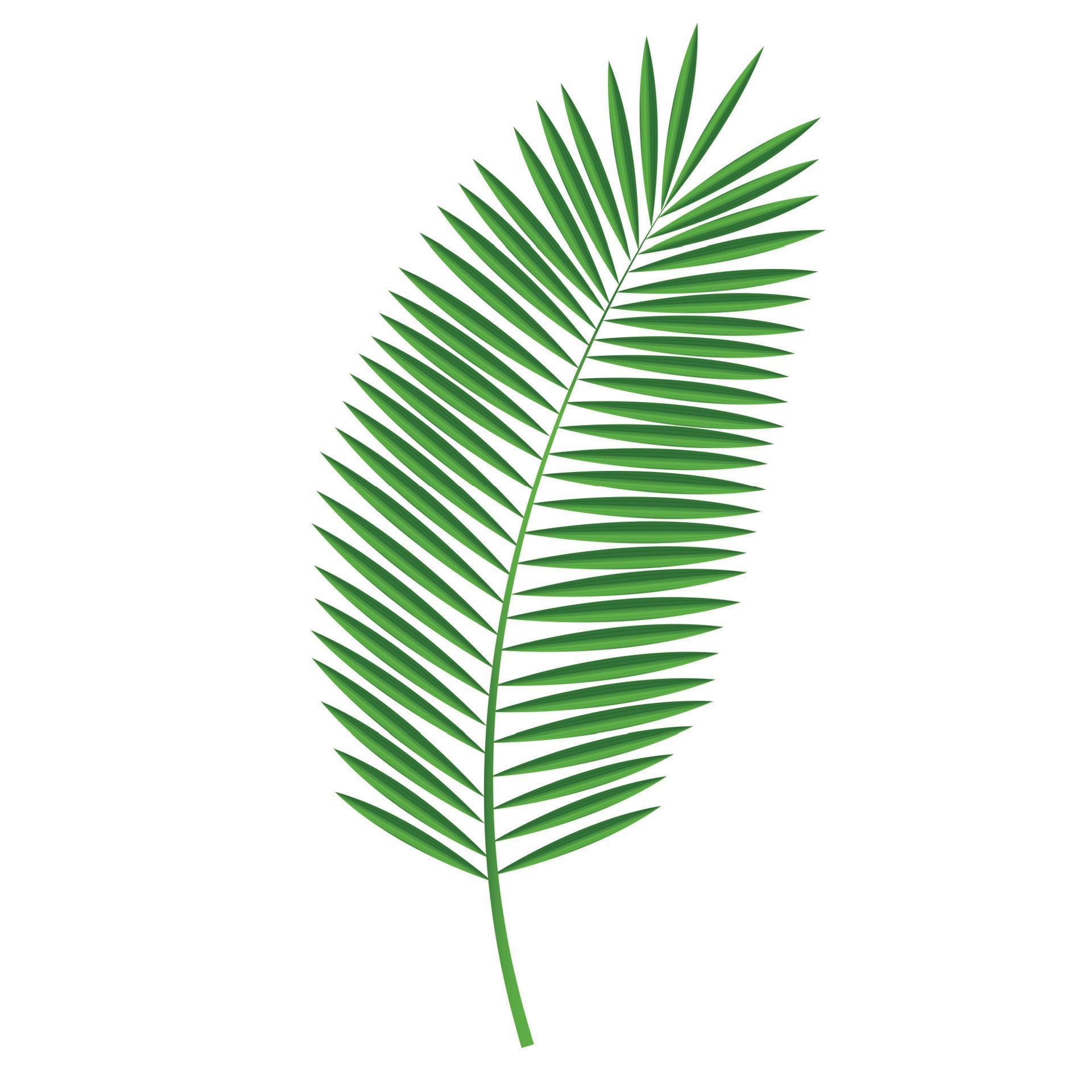 Palm Leaf Vector Illustration 4549982 Vector Art at Vecteezy