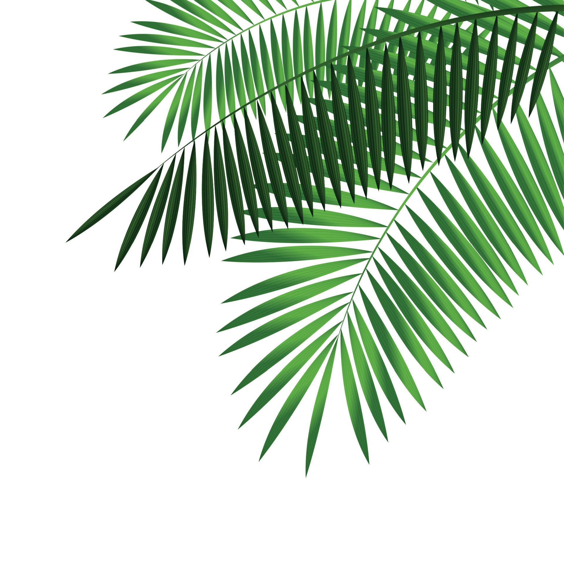 Palm Leaf Vector Illustration 4550000 Vector Art at Vecteezy