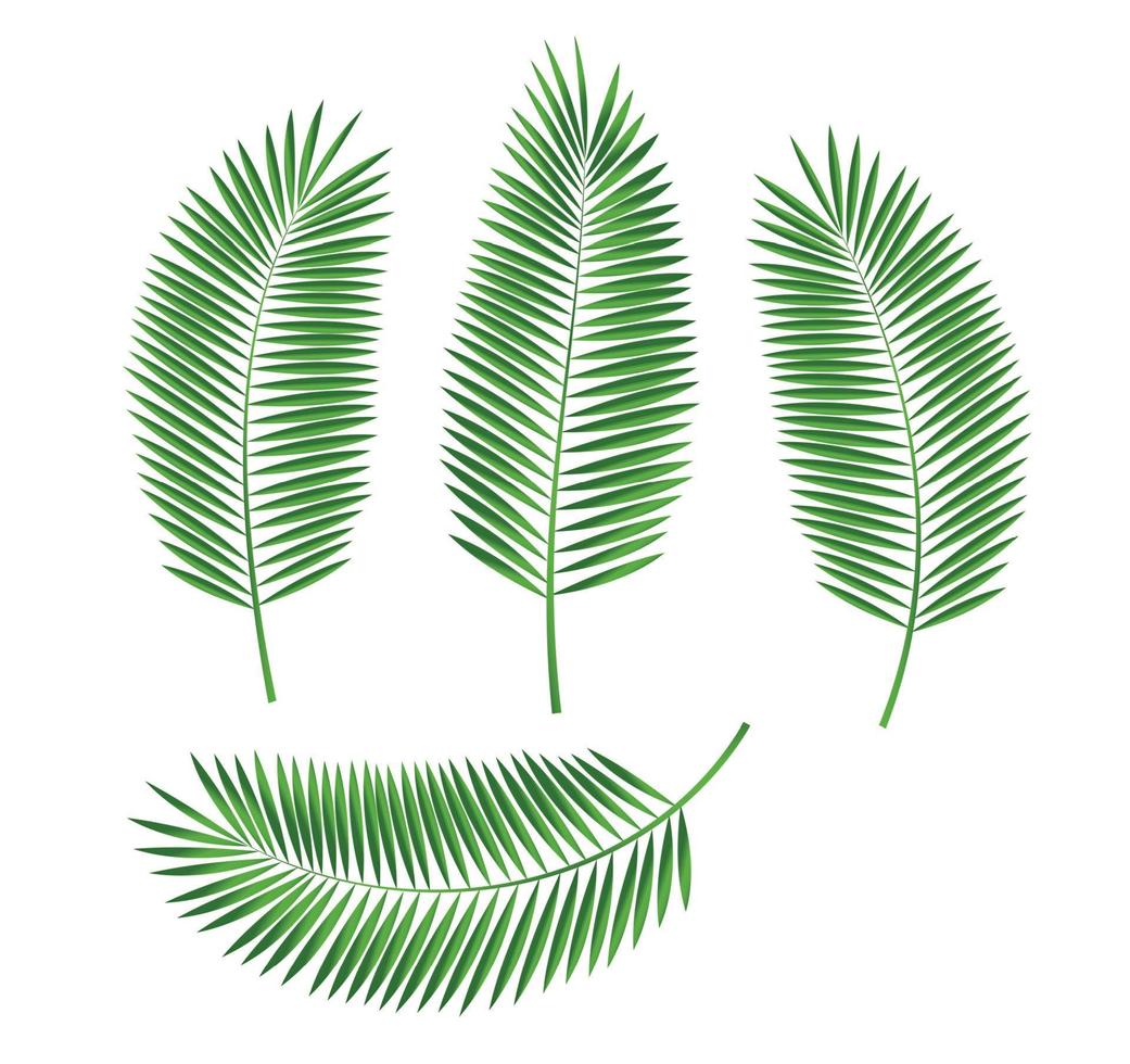 Palm Leaf Vector Illustration