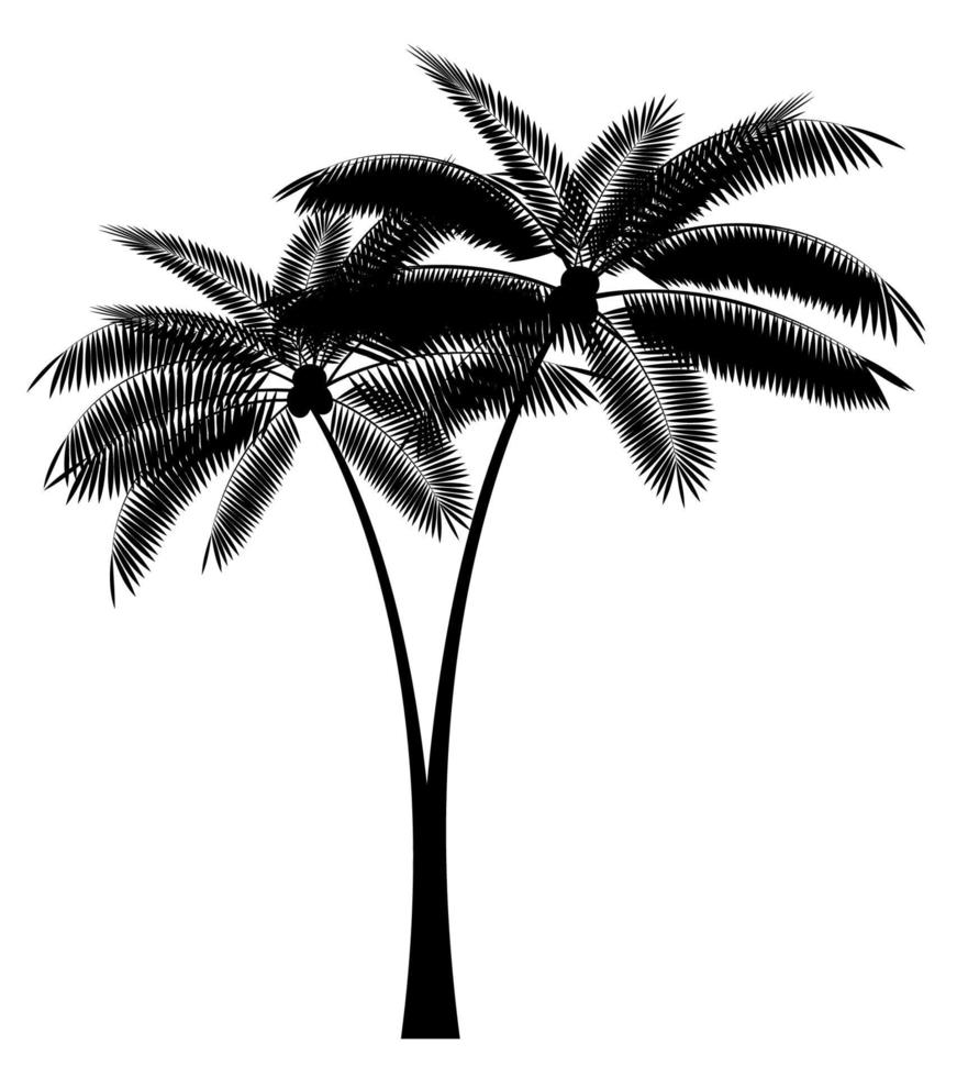 Palm Leaf Vector Illustration