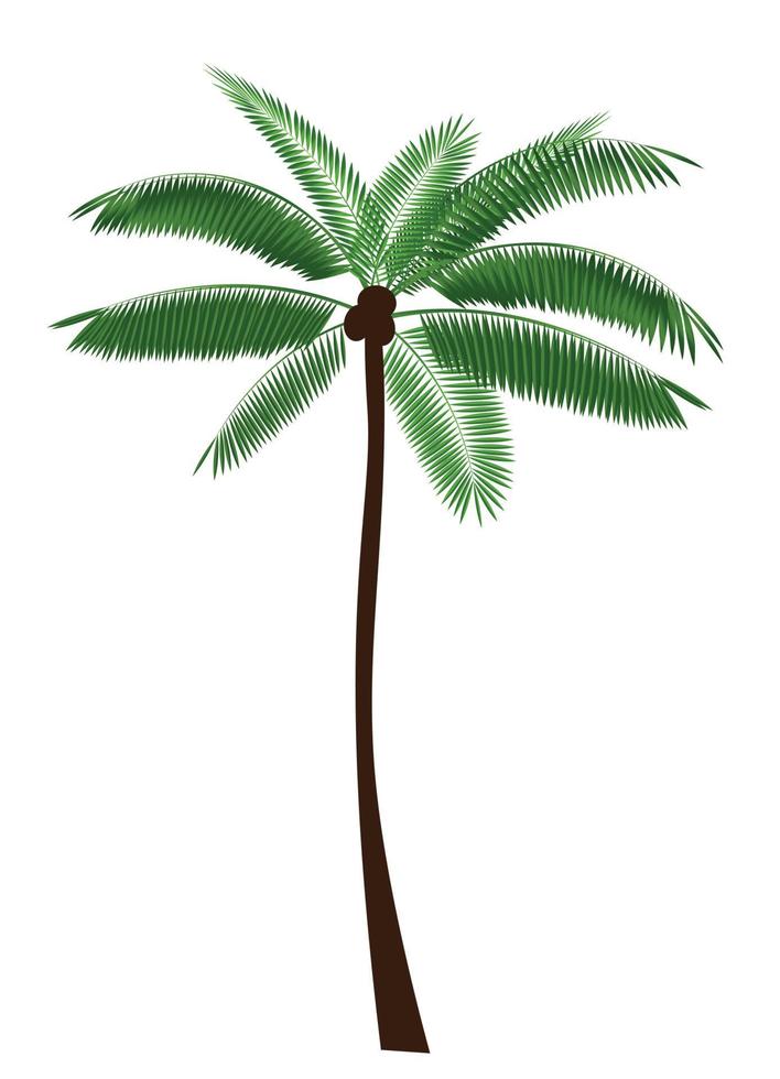 Palm Leaf Vector Illustration