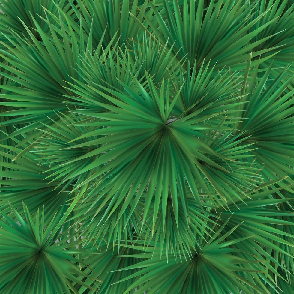 colorida silueta naturalista de libistones de hojas de chino, palmera del sur. ilustración vectorial. vector