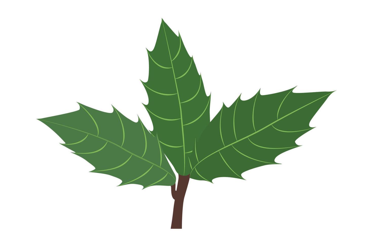 Holly branch with leaves vector