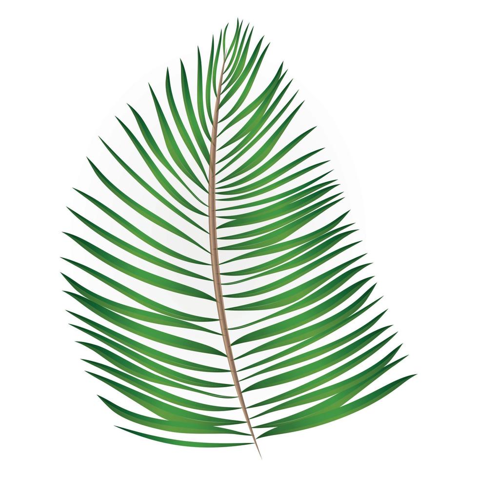 Palm Leaf Vector Background Illustration