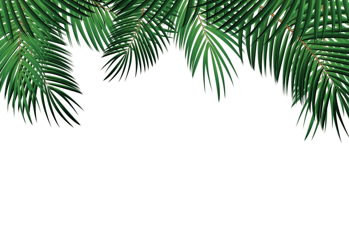 Palm Leaf Vector Background Illustration