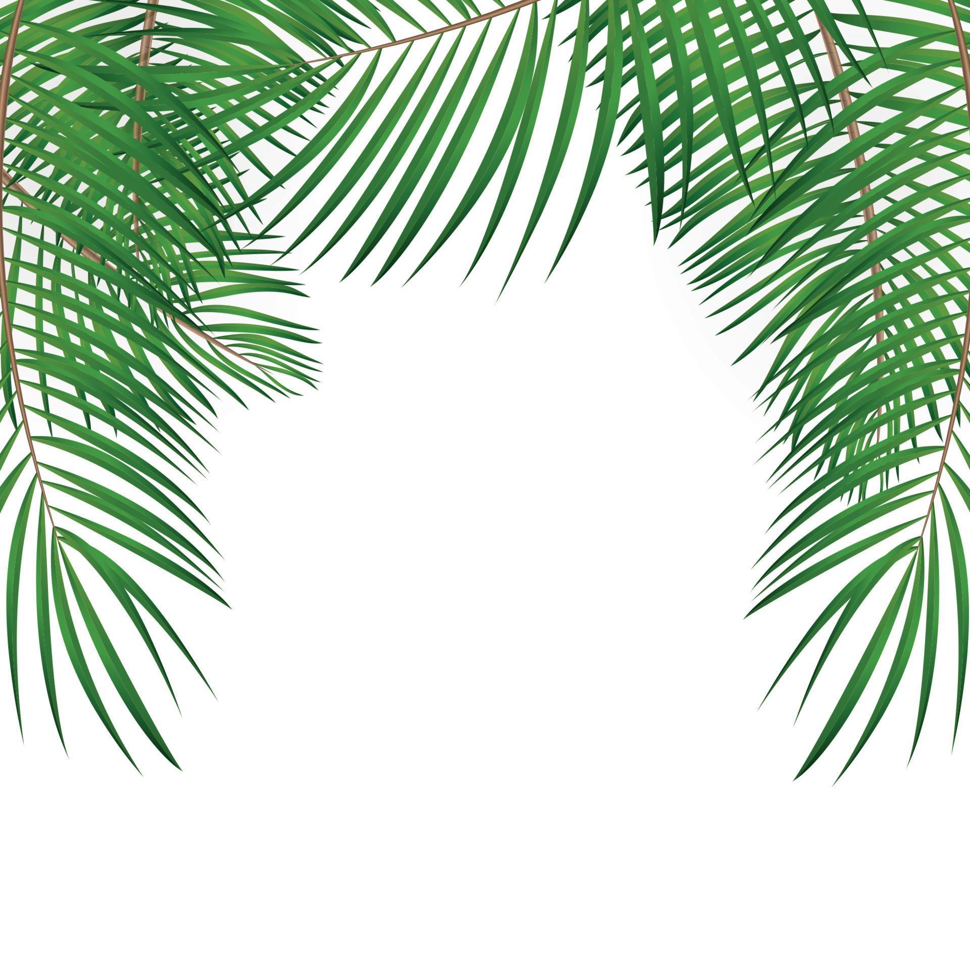 Frame with Palm Leaf Vector Background Isolated Illustration 4550472 ...