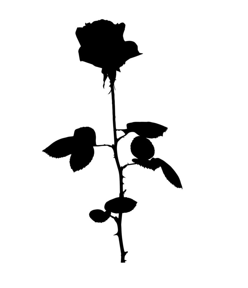 Beautiful Silane White and Black Roses. Isolated on White Background. Vector Illustration