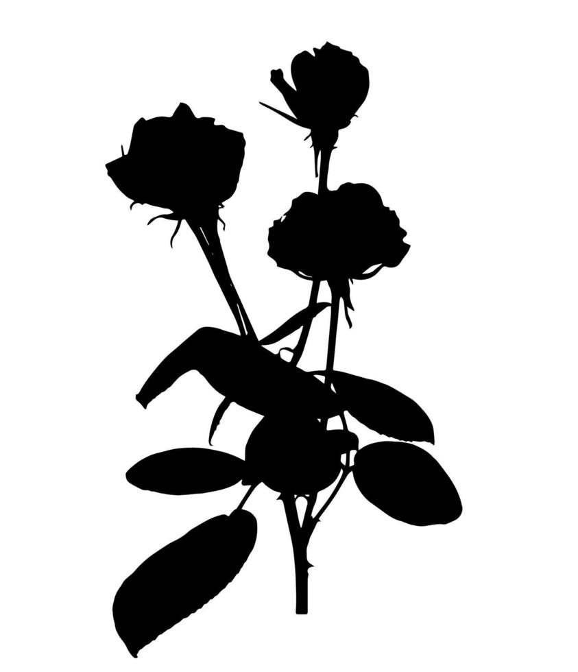 Beautiful Silane White and Black Roses. Isolated on White Background. Vector Illustration