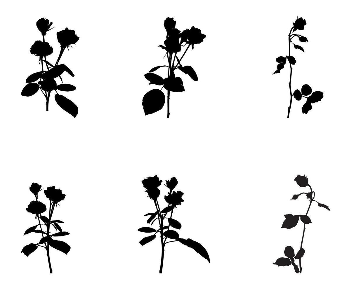 Set of Beautiful Silane White and Black Roses. Isolated on White Background. Vector Illustration