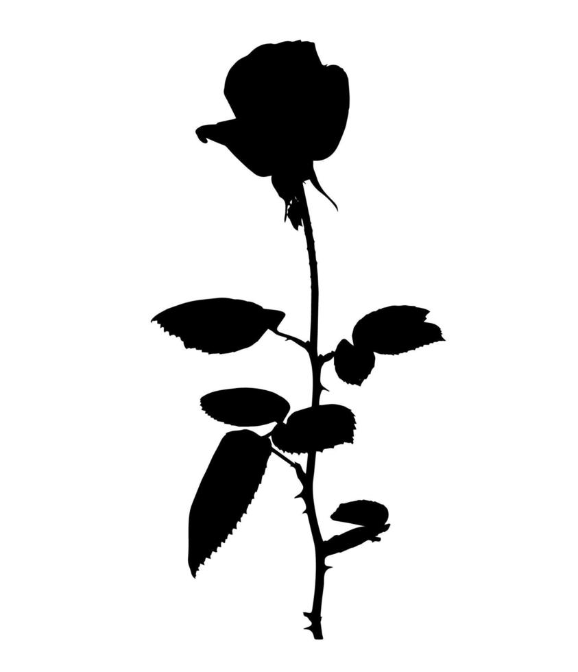 Beautiful Silane White and Black Roses. Isolated on White Background. Vector Illustration