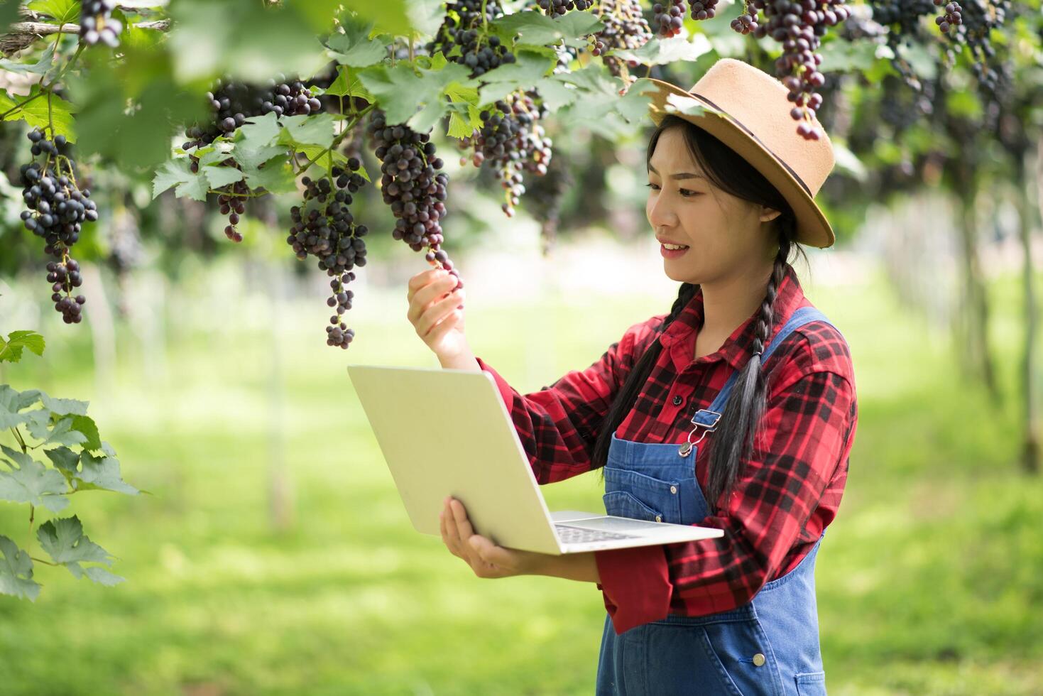 Happy young women gardener holding branches of ripe blue grape photo