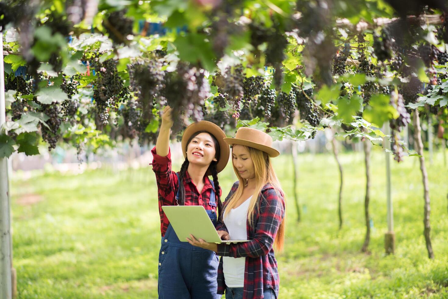Happy young women gardener holding branches of ripe blue grape photo