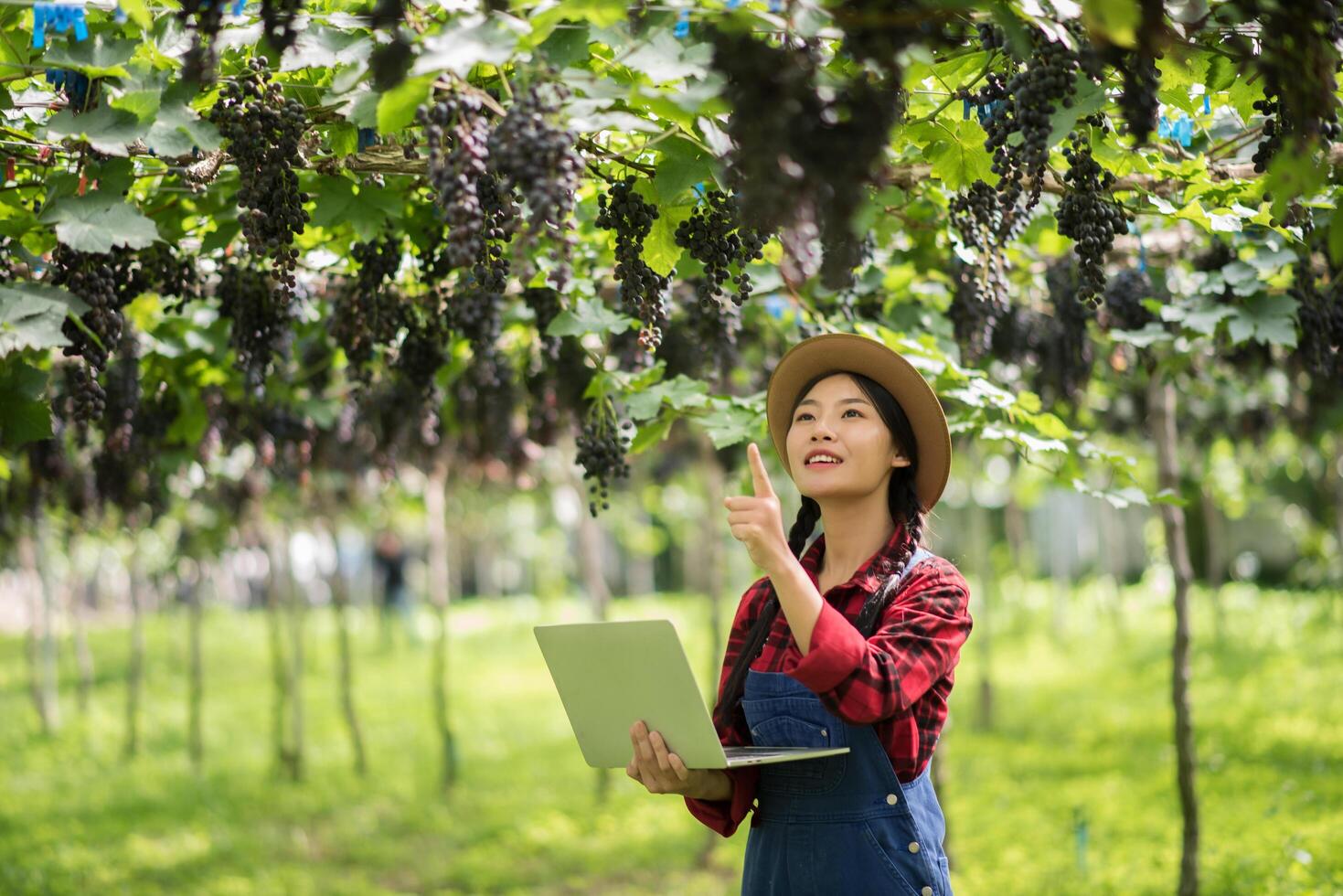 Happy young women gardener holding branches of ripe blue grape photo