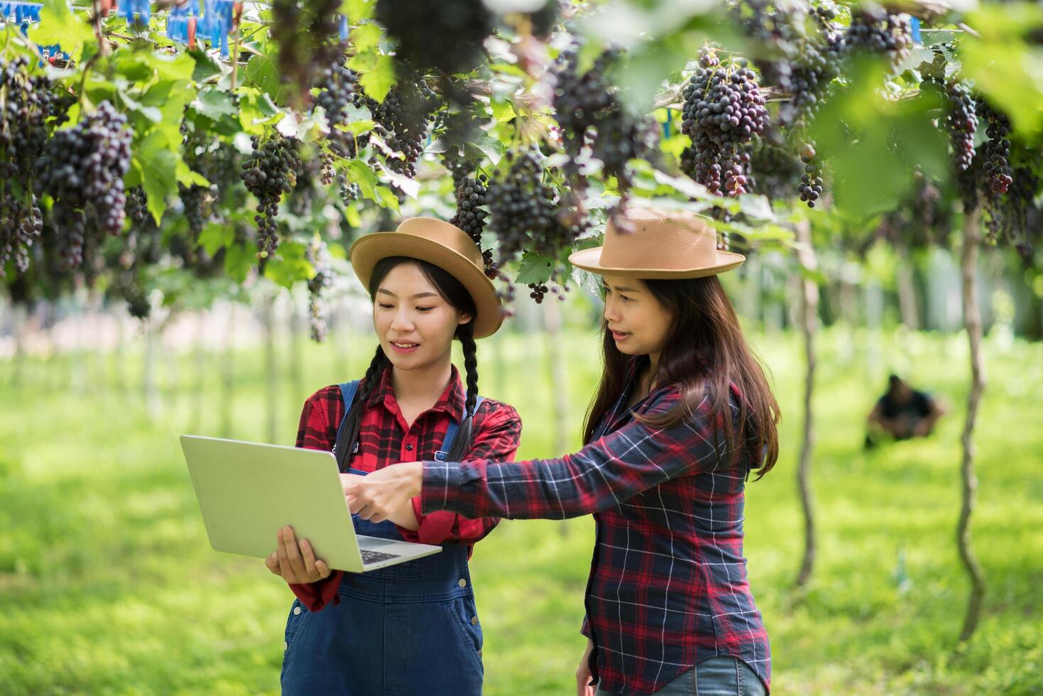 Happy young women gardener holding branches of ripe blue grape photo