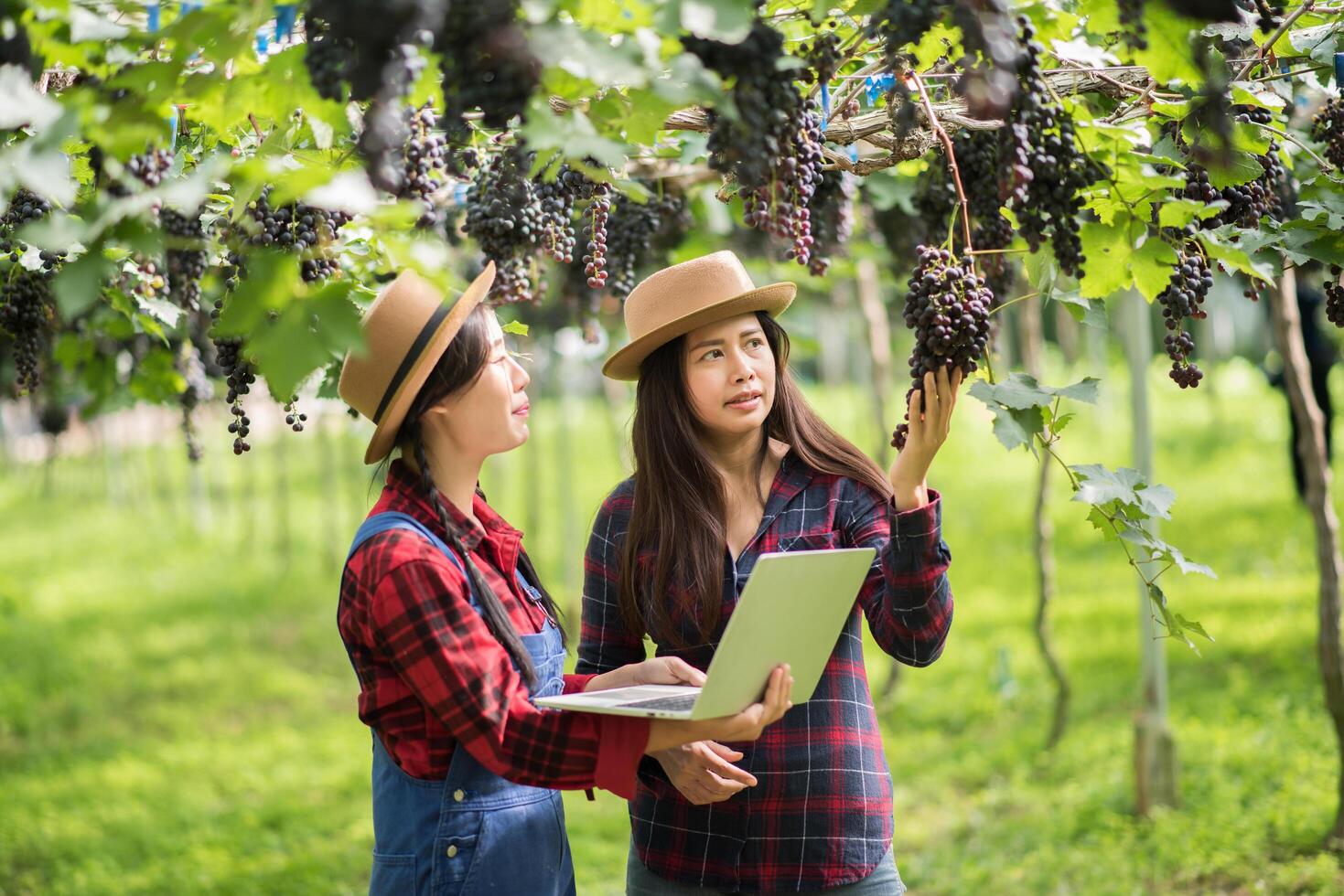 Happy young women gardener holding branches of ripe blue grape photo