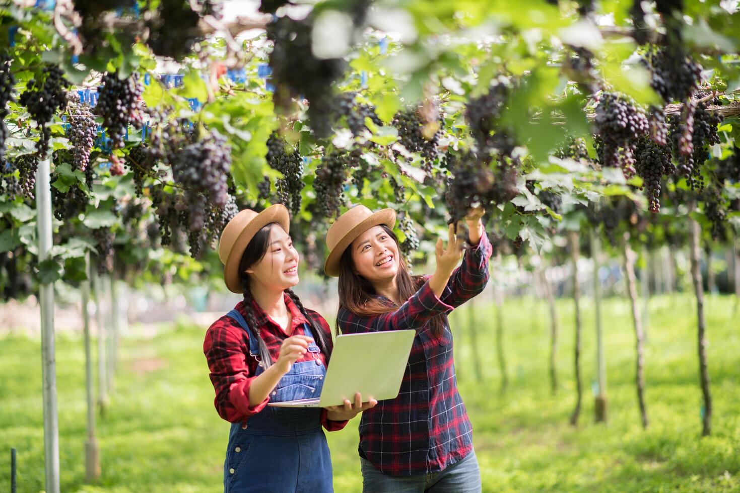 Happy young women gardener holding branches of ripe blue grape photo