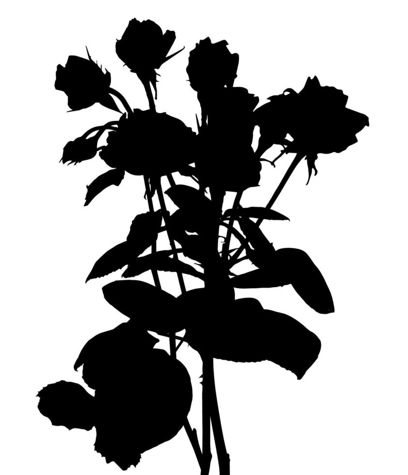 hermosas rosas blancas y negras de silano. aislado sobre fondo blanco. ilustración vectorial vector