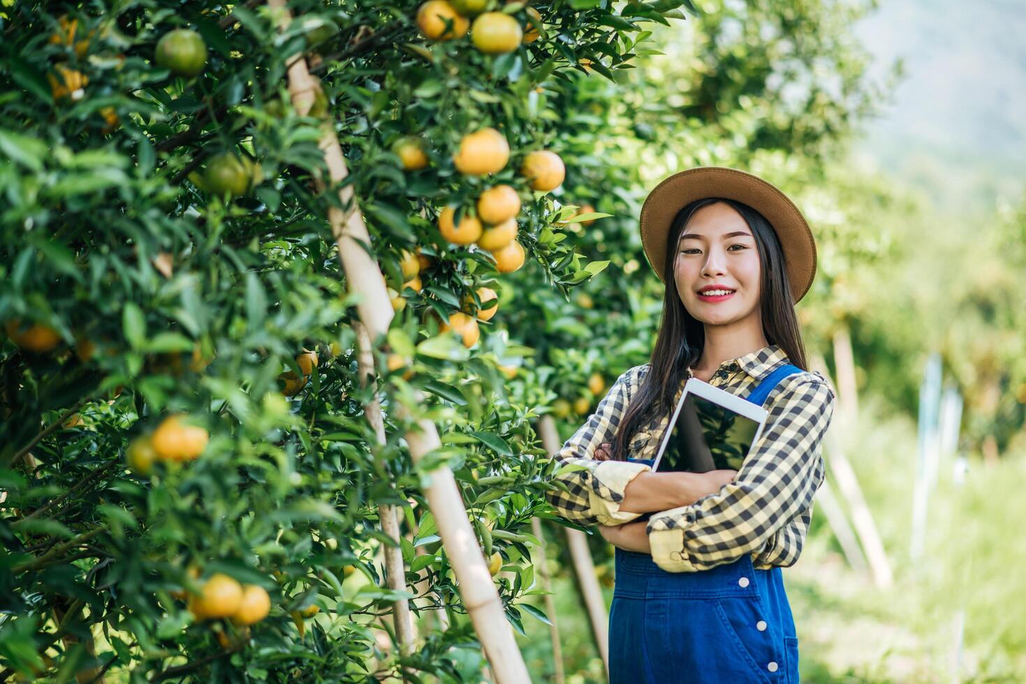 woman havesting Orange plantation photo