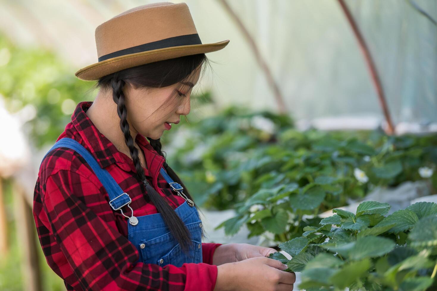 Hermosa mujer campesina comprobando la granja de fresas foto