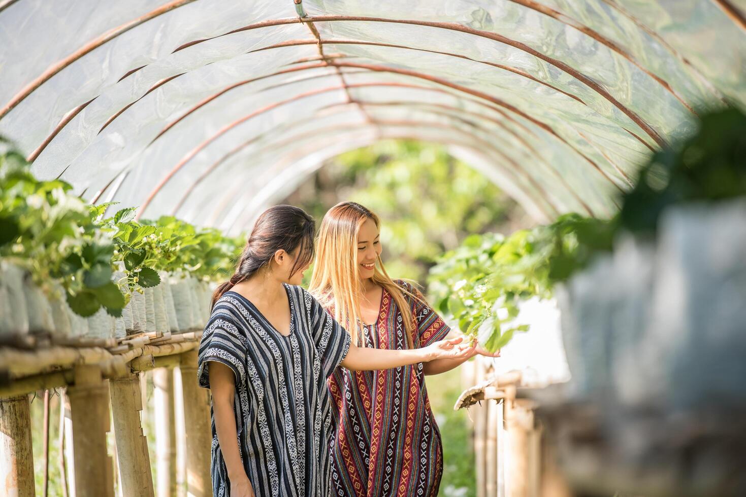 Beautiful farmer woman checking strawberry farm photo