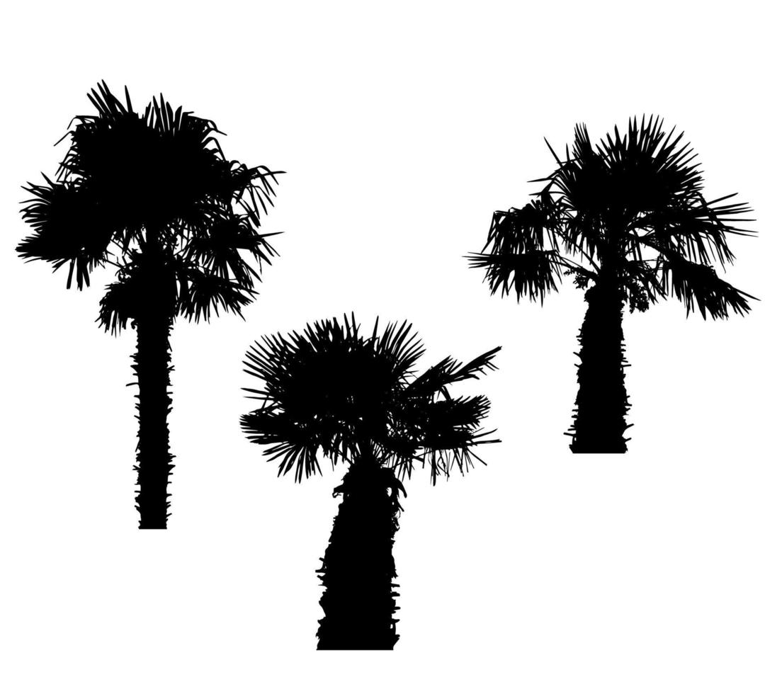 Isolated Silhouette of Palm Trees on White Background. Vector Illustration.