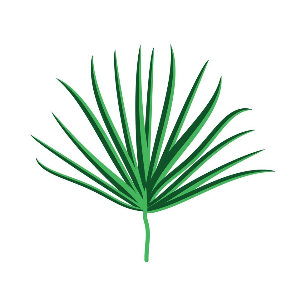 Green Palm Leaf on White Background. Vector Illustration.