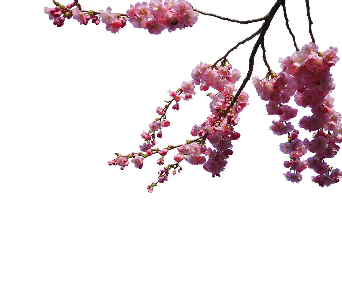 superposiciones de la rama floreciente de la flor abstracta del árbol de las flores de cerezo de la primavera en blanco. foto