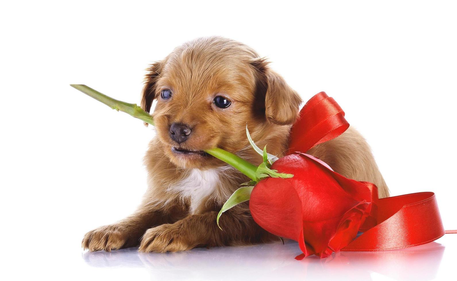 brown and white dog cute puppies sitting in front hugging retriever isolated on white. photo