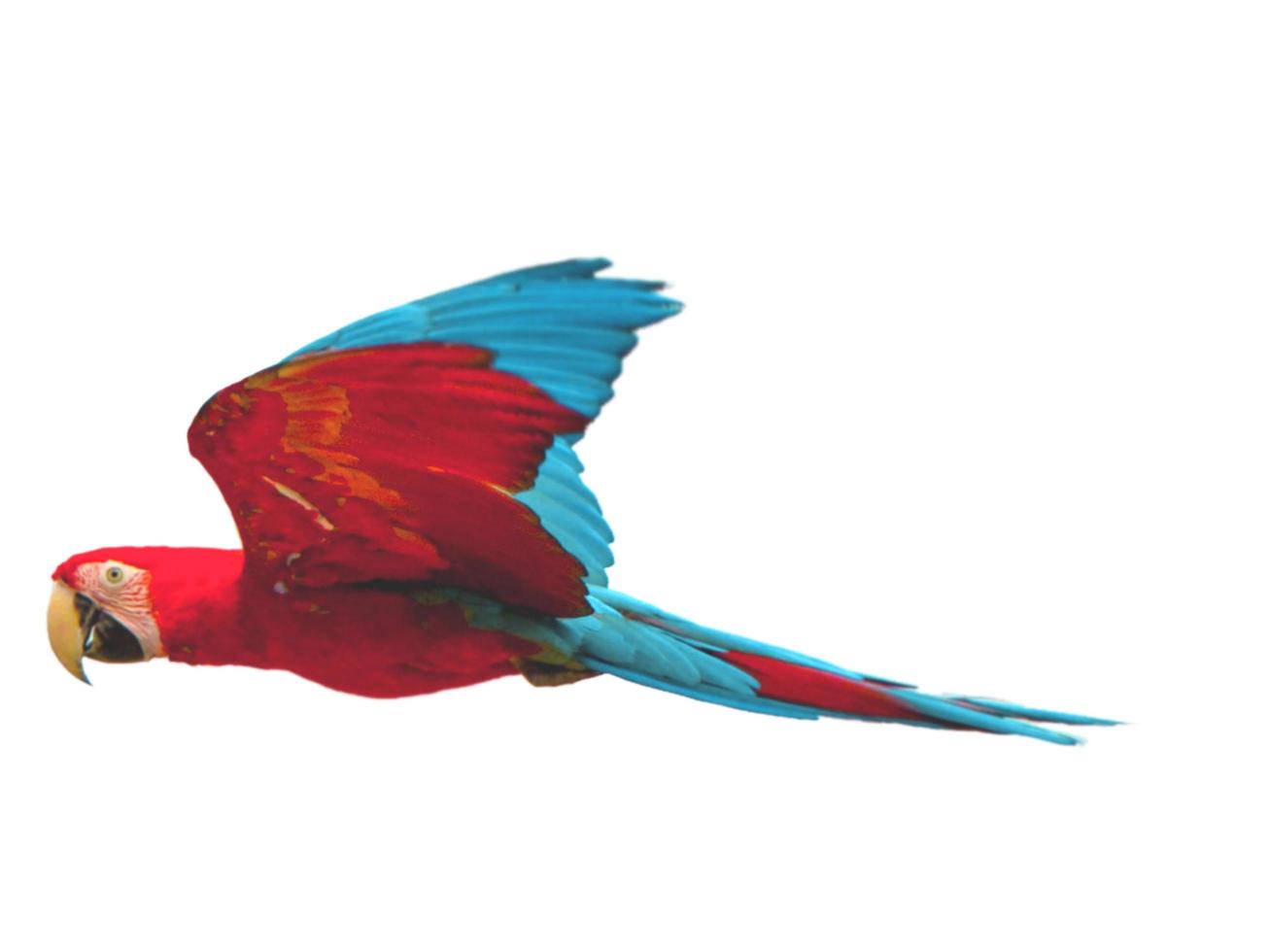 pájaro poco superposición de stock volando hacia extender sus alas y plumas en blanco. foto