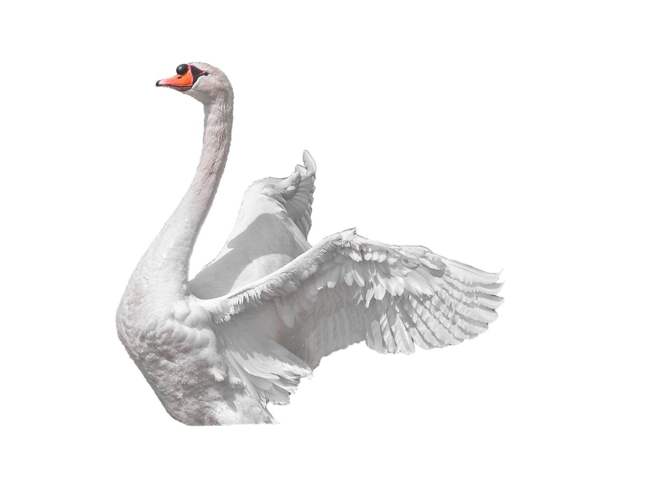 white swan bird little stock overlay flying toward spread its wings and feathers on white. photo