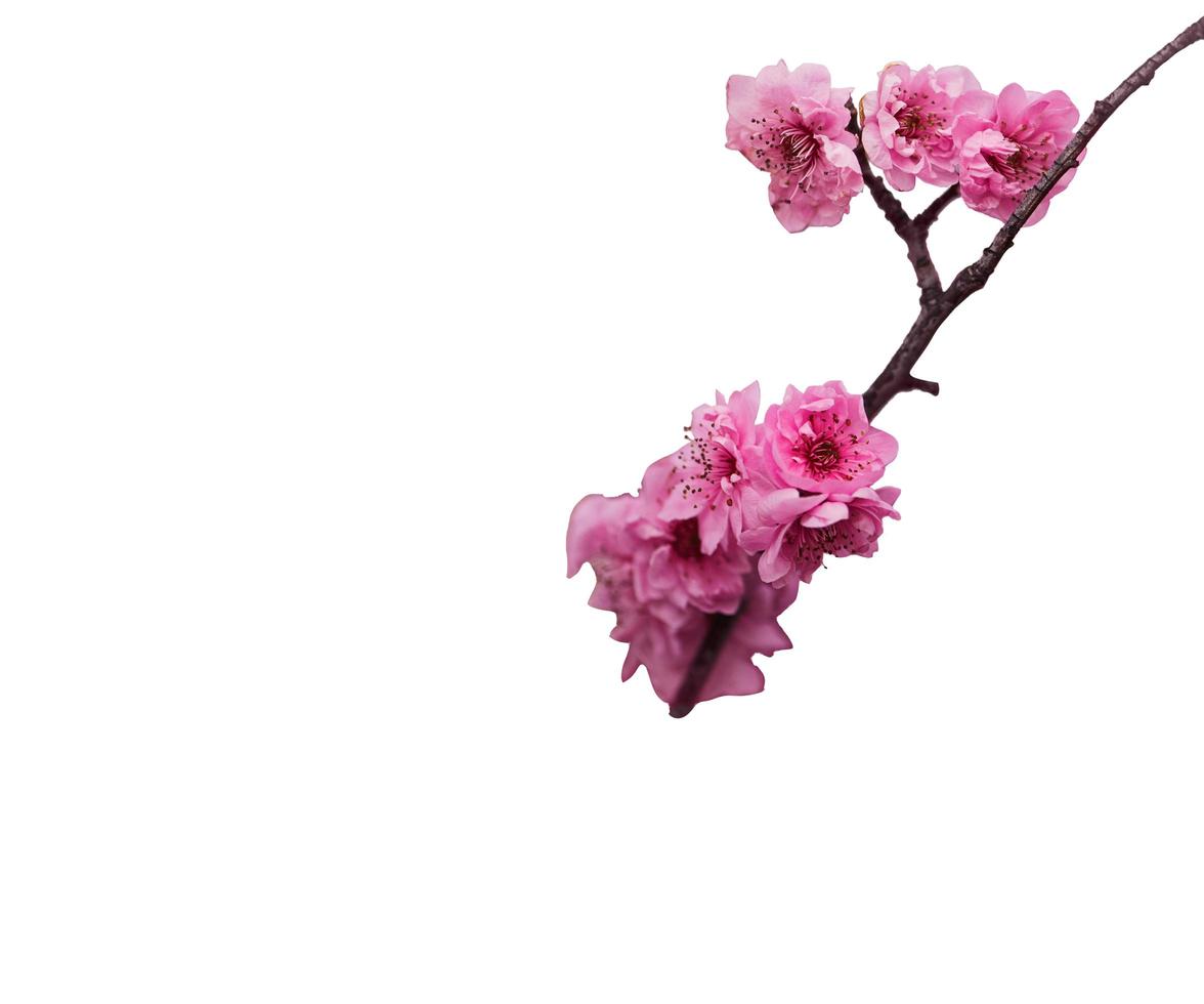 abstract flower blooming branch overlays of spring cherry blossoms tree on white. photo