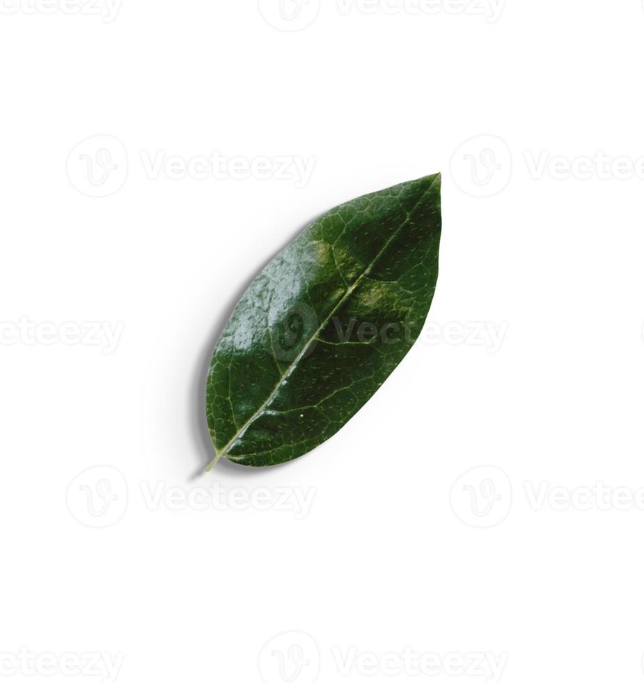 Top up view isolated green leaves on white background.fit for your design element. photo