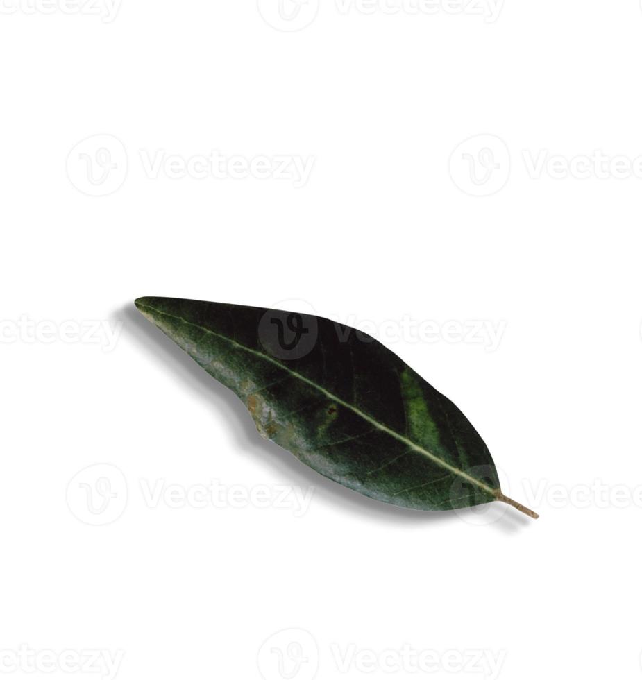 Top up view isolated green leaves on white background.fit for your design element. photo