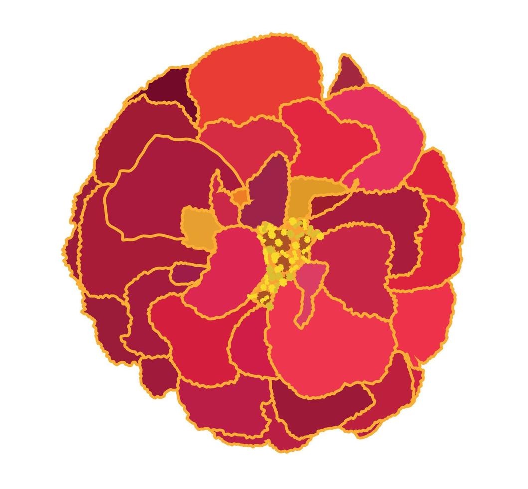 Beautiful Blooming Flower Tagetes on White Background. Vector Illustration.