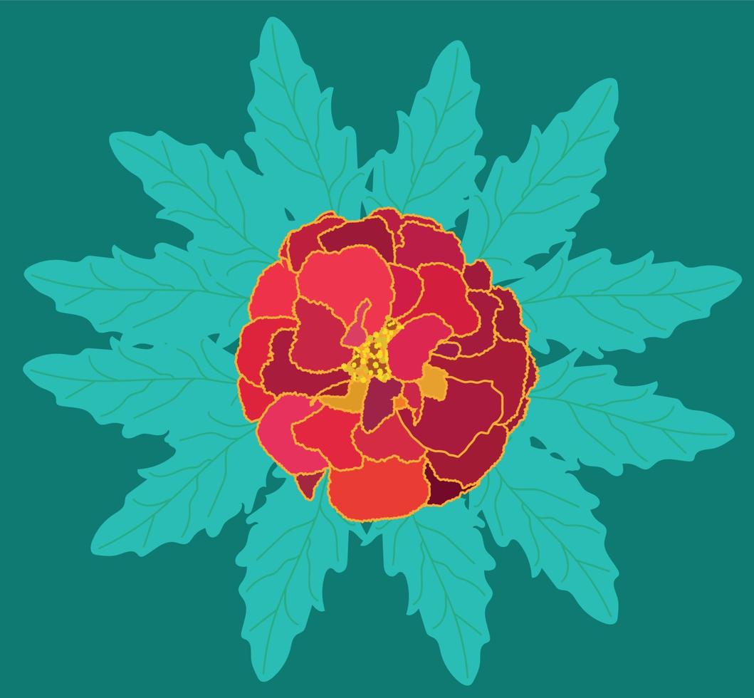 Beautiful Blooming Flower Tagetes with Green Leaves. Vector Illustration.