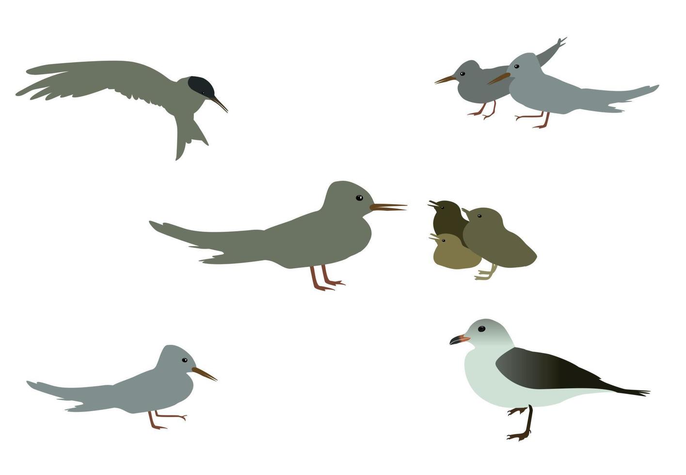 conjunto de gaviotas de aves marinas. aislado sobre fondo blanco. ilustración vectorial. vector