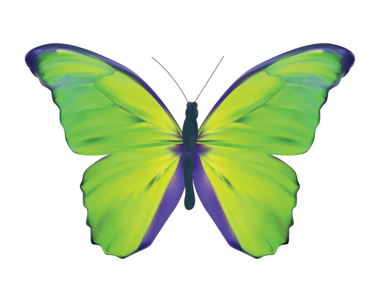 Green Butterfly Isolated on White Realistic vector