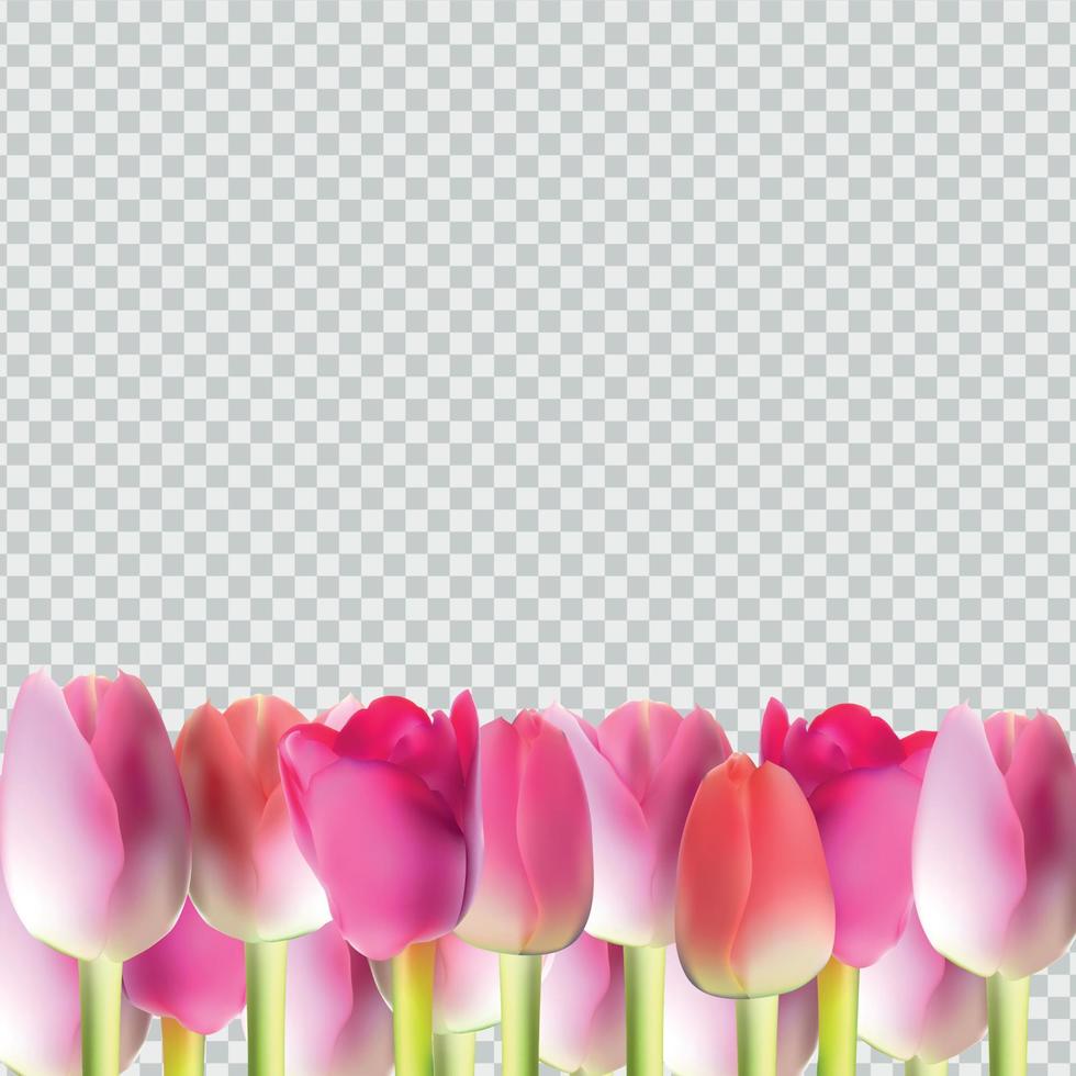 Hermoso tulipán rosa realista en la ilustración de vector de fondo transparente