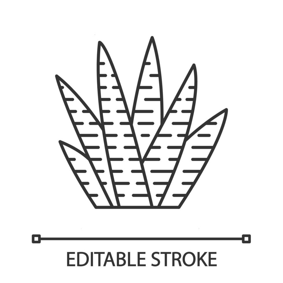 Zebra cactus linear icon. Haworthia. Small succulent plant. Garden and container plant. African exotic flora. Thin line illustration. Contour symbol. Vector isolated outline drawing. Editable stroke