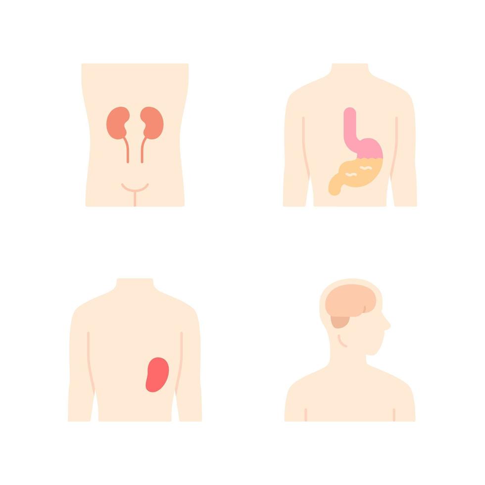 Healthy human organs flat design long shadow color icons set. Kidney and spleen in good health. Functioning stomach. Wholesome brain. Internal body parts in good shape. Vector silhouette illustrations
