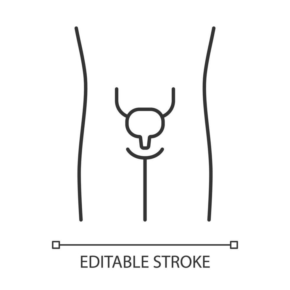 Healthy urinary bladder linear icon. Human organ in good health. Functioning urinary system. Thin line illustration. Contour symbol. Vector isolated outline drawing. Editable stroke