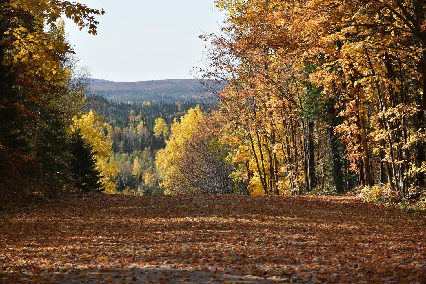 A country road in autumn photo