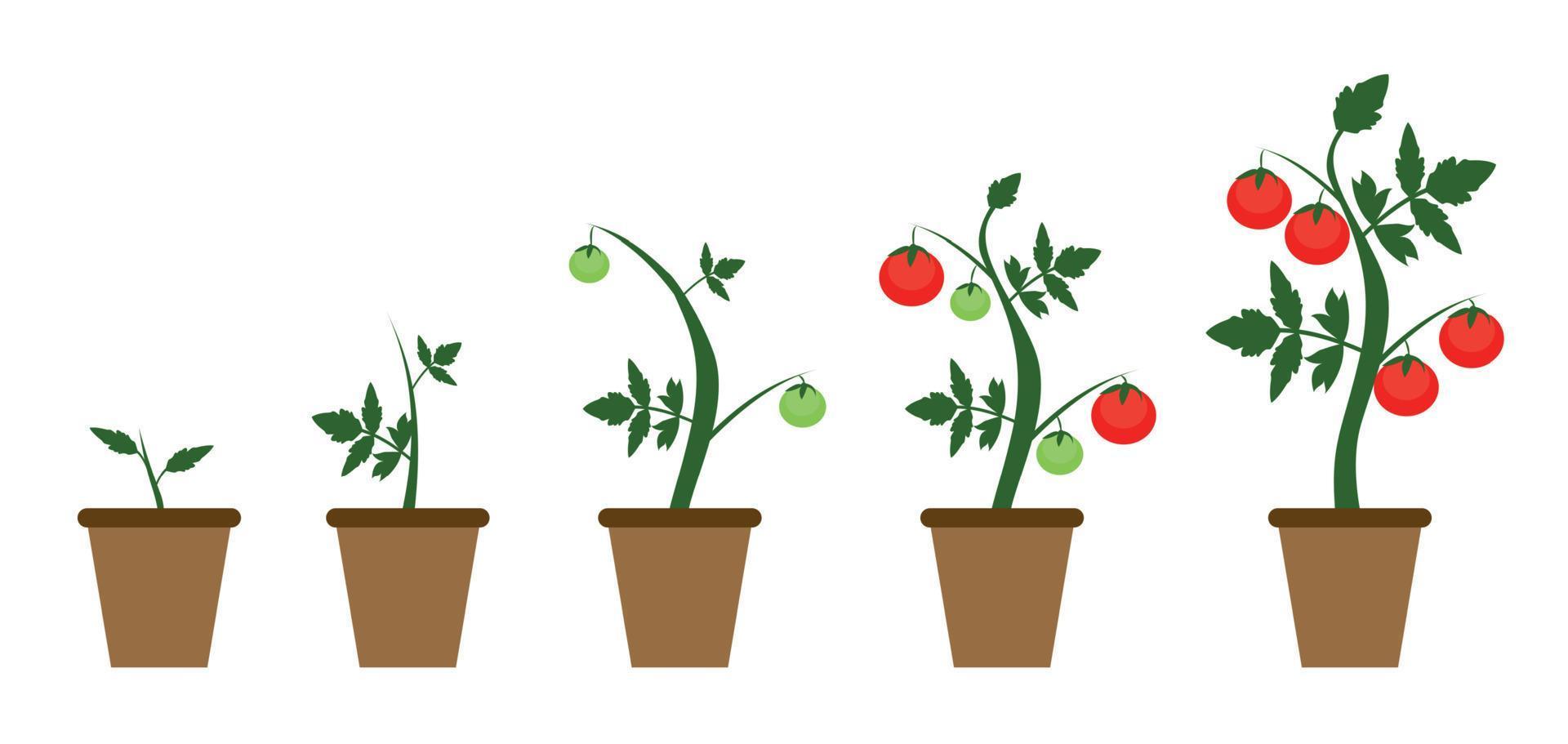 Ilustración de vector de fondo de jardín. arbusto creciente de planta de tomates en estilo plano moderno