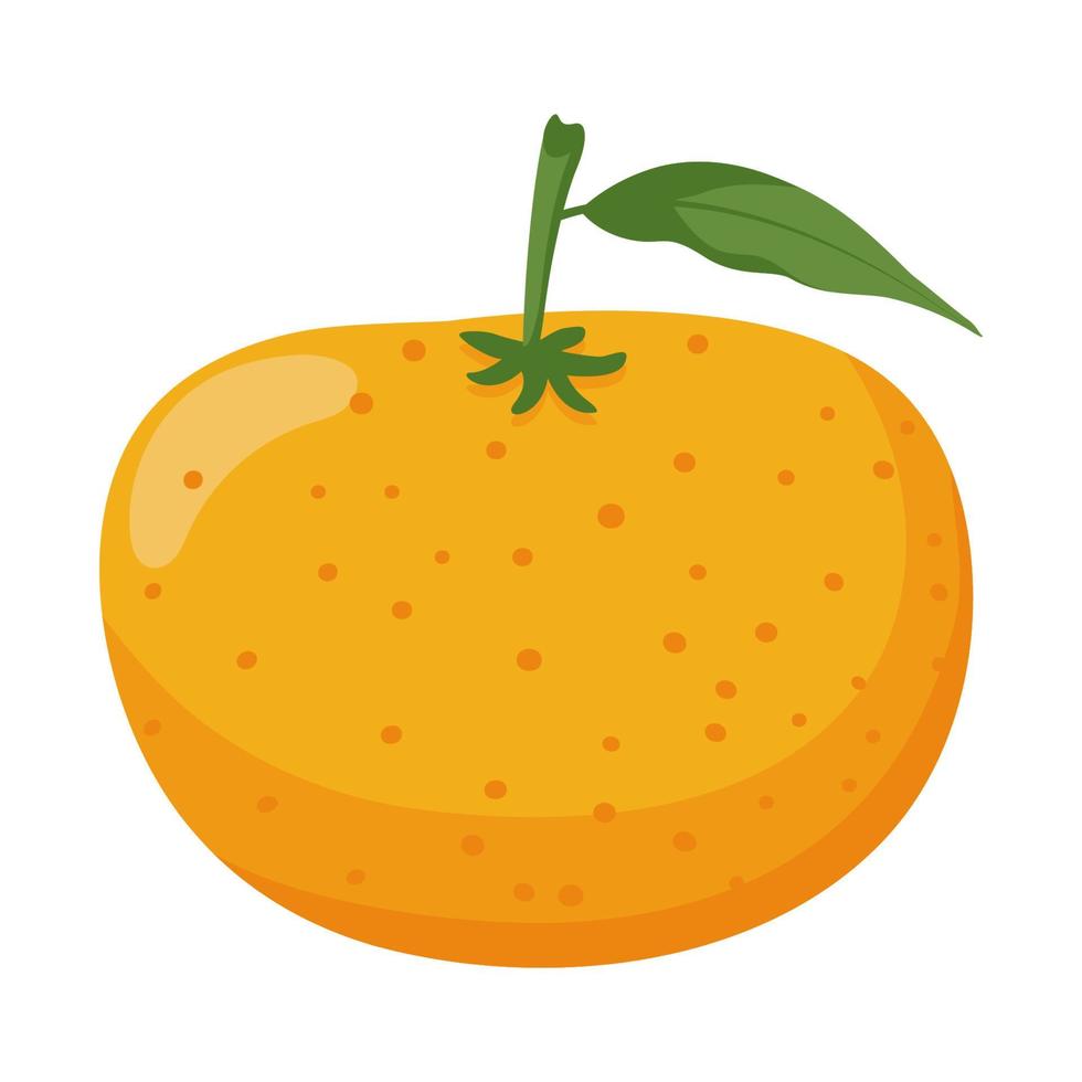 fruit citrus orange vector